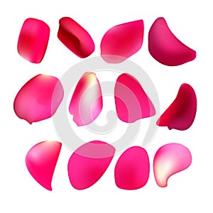 Deep pink rose petal`s set isolated on white background.