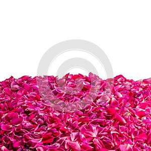 Deep pink rose petals as backgound or frame