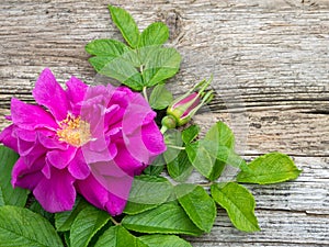 Deep pink rugosa rose flower with leaves and bud