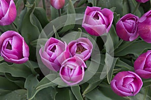 Deep pink tulips with white trim seen from above