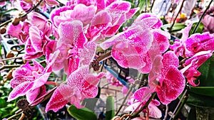 Deep Pink and White Dendrobium Vanda Orchid flower is blooming with beautiful petals in Botanical Garden