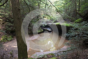Deep pool in a forest stream