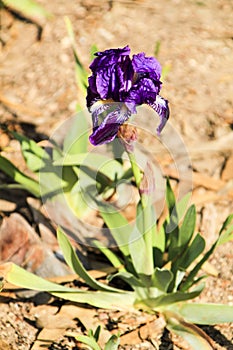 Deep Purple Barbado Iris Germanica flower photo