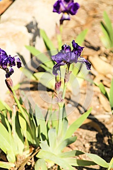 Deep Purple Barbado Iris Germanica flower photo