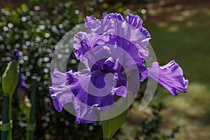 Deep Purple Bearded Iris