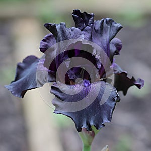 Deep Purple and Black Bearded Iris Flower