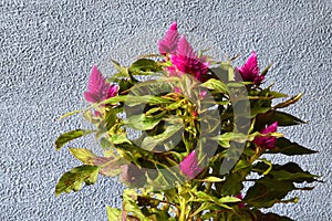 deep purple celosia plant isolated on rough indigo background