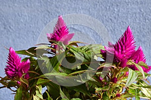 deep purple celosia plant isolated on rough indigo background
