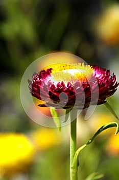 Deep Purple Colored Single Strawflower