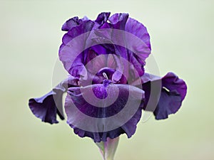 Deep Purple Colorful Bearded Iris Flower