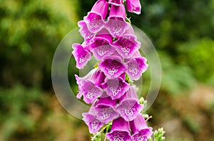 Foxglove Flower