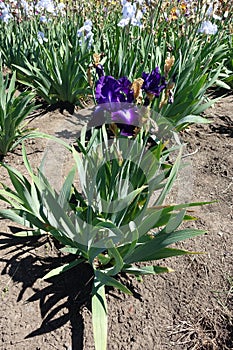 Deep purple flower of Iris germanica in spring