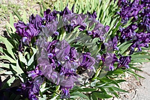 Deep purple flowers of dwarf irises