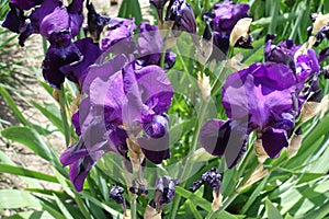 Deep purple flowers of Iris germanica in May