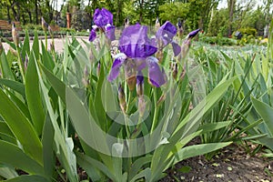 Deep purple flowers of irises in May