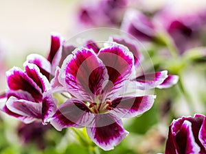 Deep purple geranium flower blooms with a soft blurry background.  Nature in your own garden