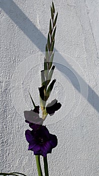 Deep purple gladiolus or sword lilly full vieuw photo