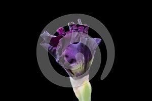 Deep purple Iris flower beginning to bloom against a black background