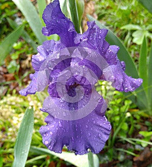 Deep purple iris after the rain