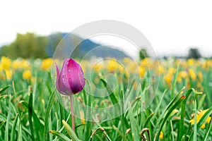 Deep purple pink tulip growing in a flower field on a farm. Bright green, tall stems and yellow tulips in the background.