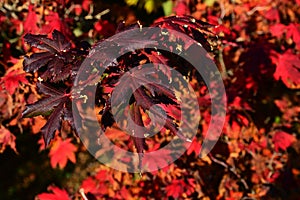 Deep purple and red leaves of Korean maple tree Acer Pseudiosieboldianum during autumn season, middle october