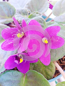 Deep Purple Violces Begonia flowers blooming in the garden