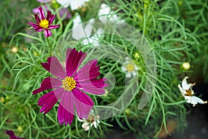 Deep purple and white Cosmos flowers blooming among green leaves