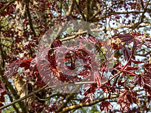 Deep purplish-crimson leaves and orange flowers of the Norway Maple (Acer platanoides) \'Crimson King\'