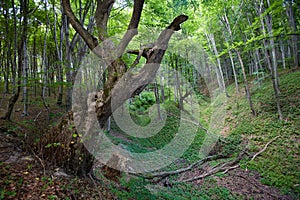 Deep ravine in the forest