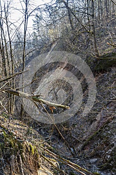 Deep ravines overgrown with trees and bushes in KaroliniÅ¡kÄ—s Landscape Reserve