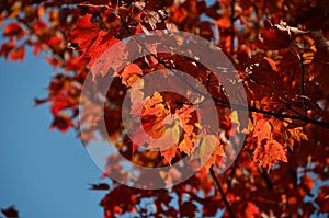 Deep red autumn leaves in New York State