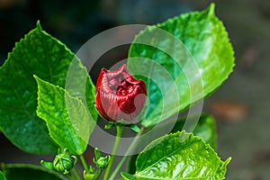 Deep red big joba flower or Hibiscus rosa-sinensis