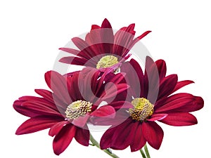 Deep red chrysanthemum flowers