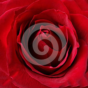a deep red colored rose