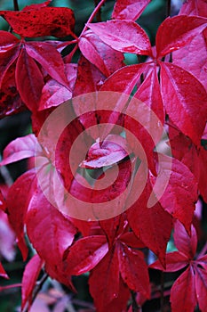 Deep red Creeper Leaves fall color