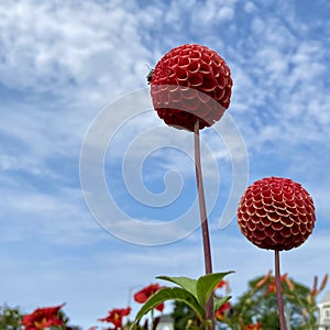 Deep red dahlia lupin pompom flower. Bright reddish orange or orangish blooms