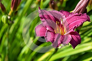 Deep red daylily in full bloom, green leaves as background