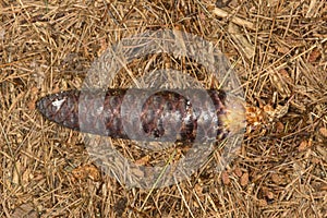 Deep red female cone of Norway spruce at Belding Preserve, Connecticut.