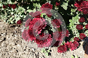 Deep red flowers of Chrysanthemum