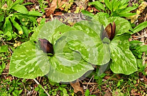 Deep red flowers and spotted green leaves of toadshade trillium photo