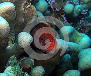 Deep Red Freckled Hawkfish Fiji photo