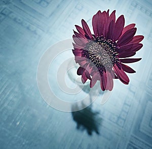 Deep red Gerbera flower