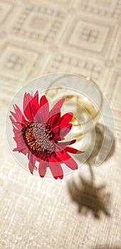 Deep red Gerbera flower