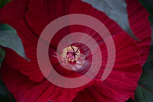 Deep Red Hibiscus stamen macro