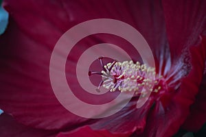 Deep Red Hibiscus stamen macro