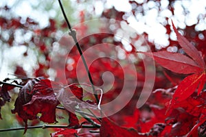 Deep red leaves on an acer in early autumn fall