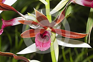 Phaius tancarvilleae Rabin`s Raven Orchid