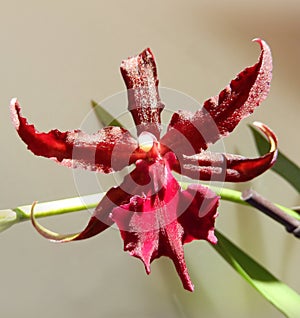 Profondo orchidea fioritura 