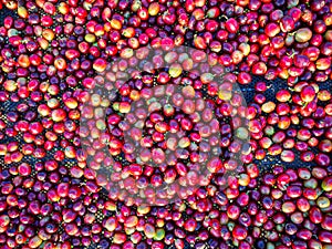 Deep red ripe coffee cherries from the coffee tree line them on the black mesh to dry from sunlight is natural heat according to