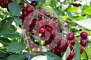 Sprig of cherries overloaded just before the harvest photo